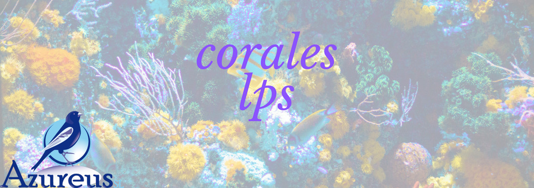 Aunque menos conocidos, los corales lps suelen ser más vistosos y llamativos